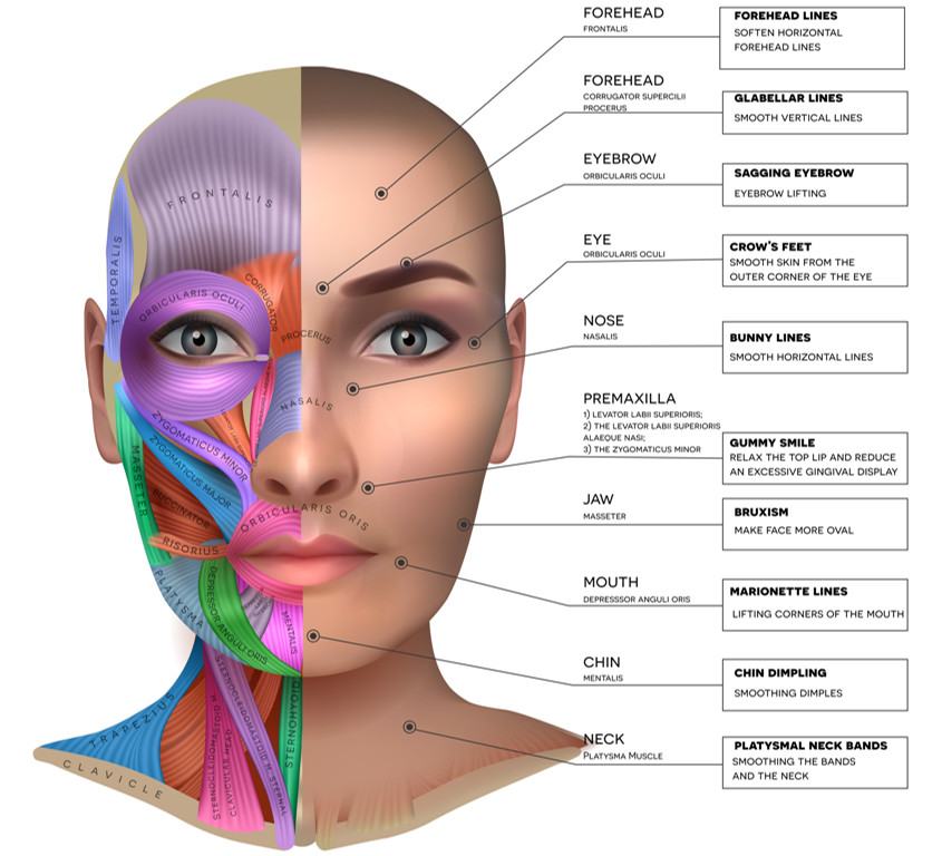 กล้ามเนื้อบนใบหน้าหรือ muscle of facial expression