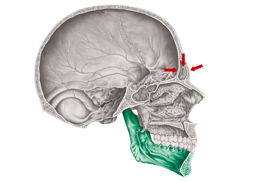 โพรงไซนัส ที่มีชื่อว่า Frontal sinus